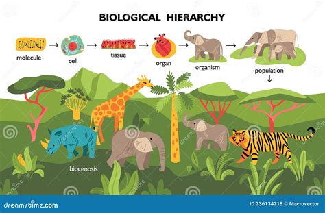 Biological Hierarchy Infographics Scheme Cartoon Vector | CartoonDealer.com #209004393