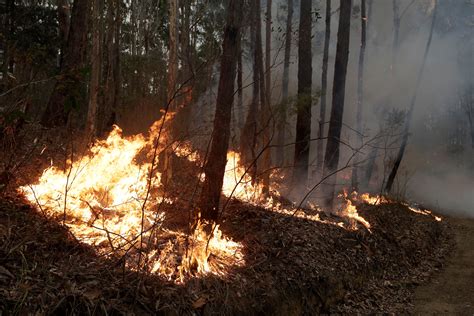 Animals That May Be Extinct After the Australia Wildfires | Reader's Digest