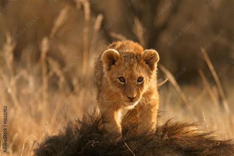 lion cub Stock Photo | Adobe Stock