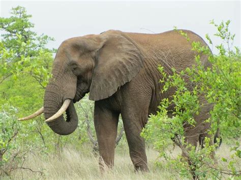 Kruger National Park All About Elephants, Elephants Photos, Elephant ...