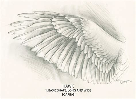 Wings Drawing - Learn How to Draw Wings Step by Step