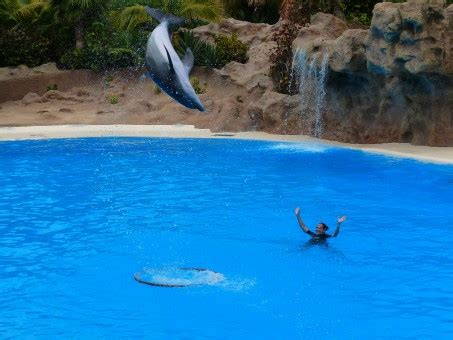 Free Images : sea, water, jump, attraction, animals, vertebrate, demonstration, medium ...