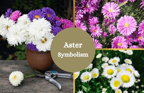 Aster – Meaning and Symbolism - Symbol Sage