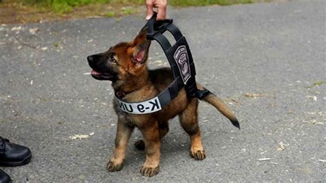 German Shepherd Police Dog Puppies For Sale | PETSIDI