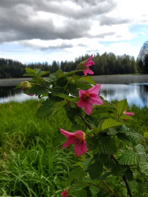 Salmonberry - Plan Bee Native Plants