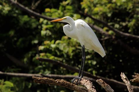 15 Birds With Long Legs (With Pictures) - Animal Hype