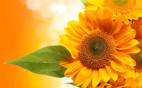 Beautiful Fall Sunflower Wallpapers - Top Free Beautiful Fall Sunflower ...