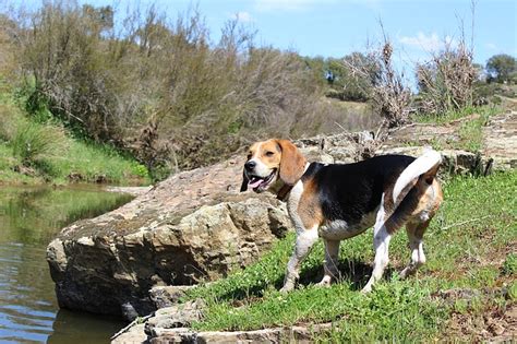 Is A Beagle A Hunting Dog | The Smart Dog Guide