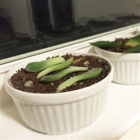 Checking In: Succulent Propagation Week 3 [Backyard Neophyte ...