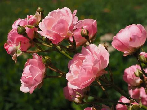 flowers, carnation, purple, texture, garden, vegetable garden, petals, macro, roses, flower, bud ...