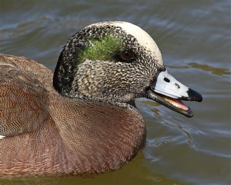 Wigeon Drake Calling stock image. Image of behavior, wigeon - 62765665