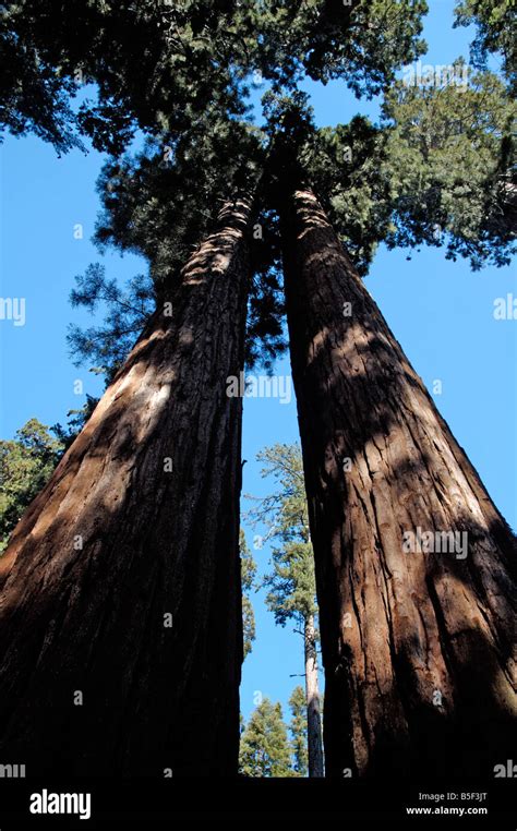 Giant Sequoias in Sequoia National park Stock Photo - Alamy