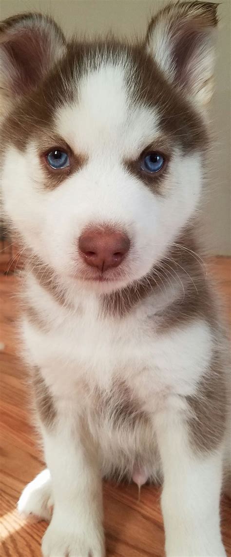 cute husky puppies with blue eyes * #cute #husky #puppies #with #blue #eyes