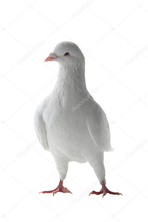 White pigeon - symbol of peace Stock Photo by ©bazil 91145992