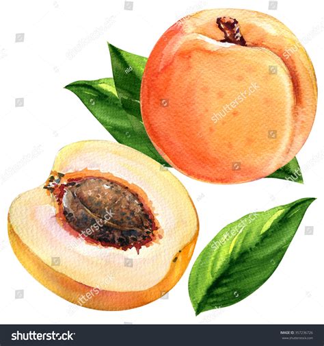 18,781 Apricot Drawing Images, Stock Photos & Vectors | Shutterstock