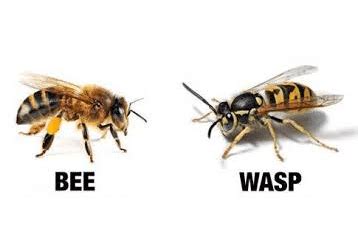 Bees vs.Wasps, What's the Difference?