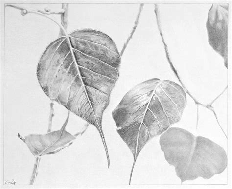 *Leaves of a Bo Tree*; drawing by me with graphite pencils on paper; 34 x 30 cms. | Leaf drawing ...