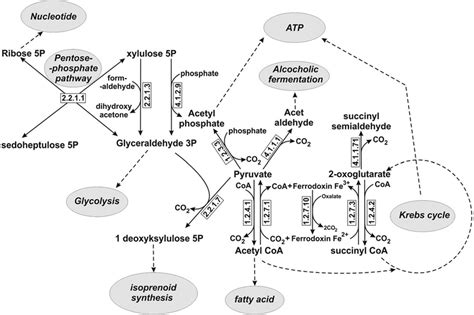 Main metabolic reactions catalyzed by thiamine pyrophosphate-dependent... | Download Scientific ...