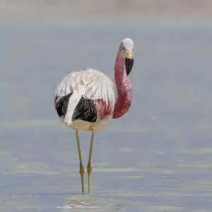 Andean Flamingo - Facts, Diet, Habitat & Pictures on Animalia.bio