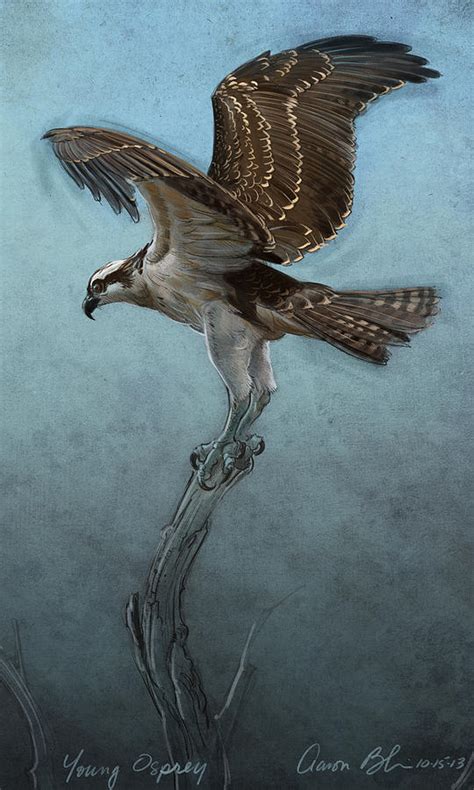 Osprey Digital Art by Aaron Blaise - Fine Art America