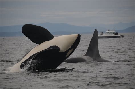 Killer whale genetics raise inbreeding questions