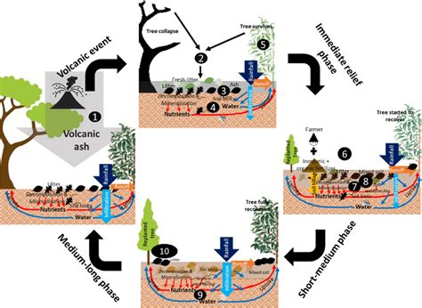 The conceptual diagram on volcanic ash deposition impacts on plant and... | Download Scientific ...