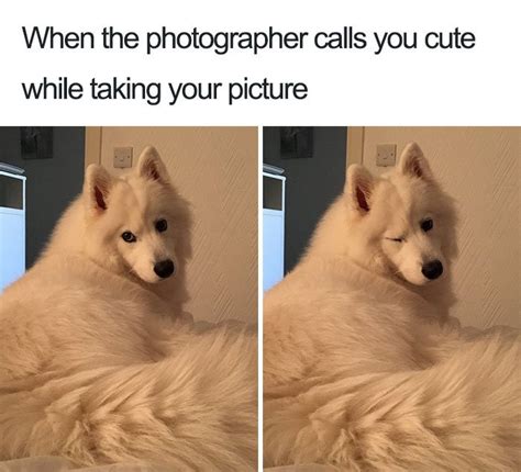 Wholesome Dog Memes That'll Melt Your Heart Into A Puddle