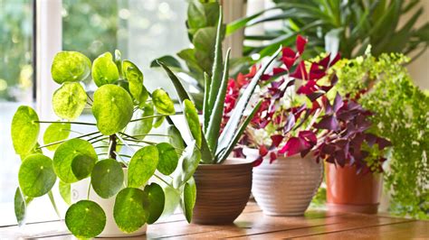 26 Best Indoor Plants for Your Home