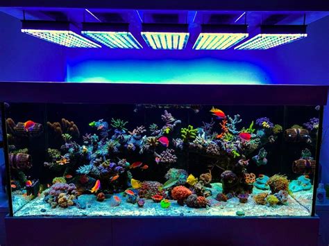 Aquarium Tank Design Gallery | Aquarium Fish India