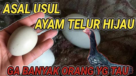 Jadi begini asal usul, Ayam bertelur hijau kebiruan?? - YouTube