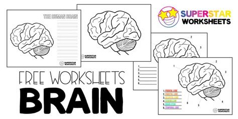 Parts Of The Brain Coloring Page For Kids - Brain Anatomy Coloring - Brain structures (labeled ...