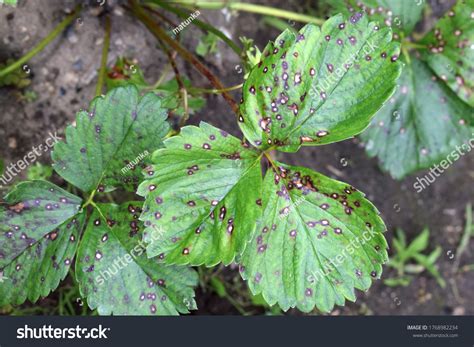 62 Foliar Symptoms Images, Stock Photos & Vectors | Shutterstock