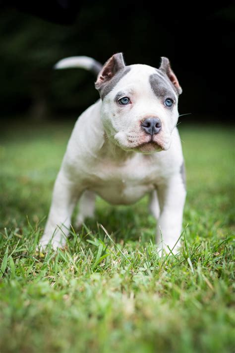 Ear Cropping: Essential Tips for Puppy Owners - Bully Max