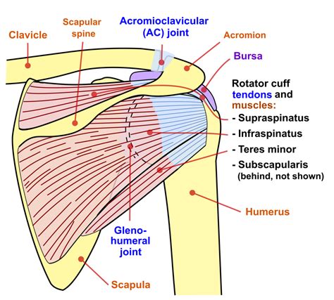 Basic Shoulder Anatomy | Shoulder Pain Info