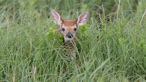 North Dakota Game and Fish Watchable Wildlife Photo Contest