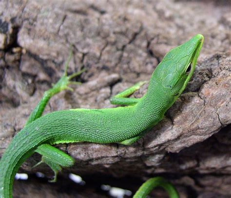 Takydromus dorsalis - photo | Reptarium