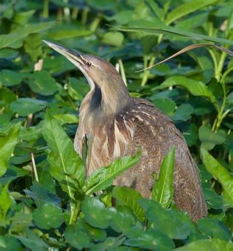 American Bittern Foraging - Bob Rehak Photography