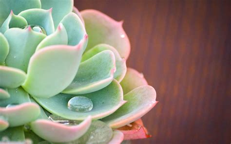 Succulent Wallpapers - Wallpaper Cave