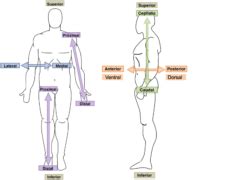 Anatomical Orientation and Directions | Human Anatomy and Physiology ...