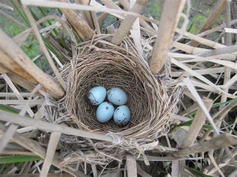 Red-winged Blackbird Nest - a photo on Flickriver