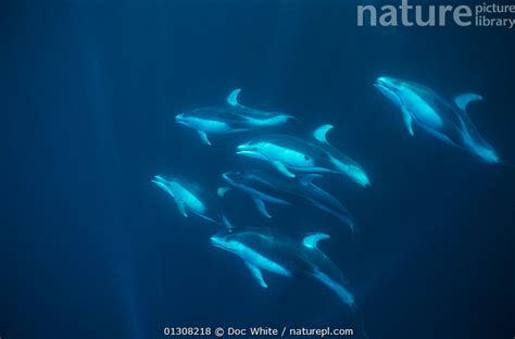 Stock photo of Pod of Pacific white-sided dolphin (Lagenorhynchus obliquidens) Eastern ...