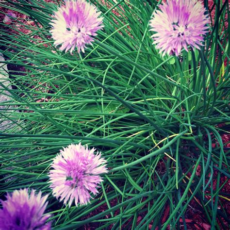 Fresh chives, brighten a salad with the flowers ! Fresh Chives, Food Hacks, Brighten, Salad ...