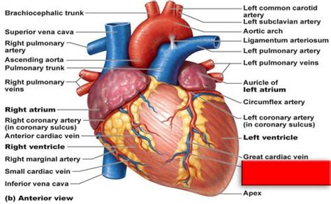 16 best Heart images on Pinterest | Anatomy, Anatomy reference and Med school