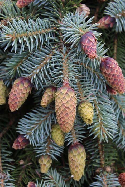 Picea Pungens 'Early Cones' Colorado Spruce | ubicaciondepersonas.cdmx.gob.mx