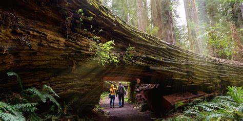 Best Places to See Redwoods | Via | State parks, National parks, California national parks