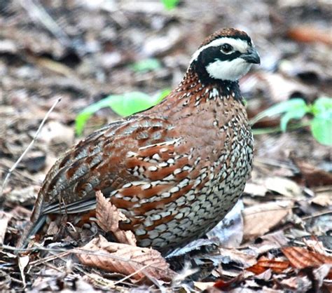 Landowners Hope to Improve Bobwhite Quail Habitat — Press Pros Magazine