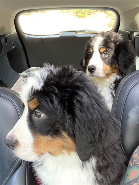 Bernese Mountain Dog Puppies For Sale