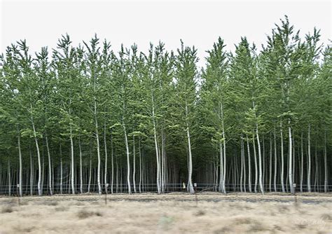 Poplar Tree Farm - Business & Industry Photos - Don - Slackwater