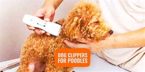 5 Best Dog Clippers for Poodles & Toy Poodles – with Buying Guide