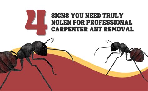 Carpenter Ants: Find Their Nest, Stop The Infestation